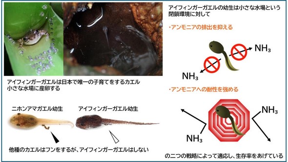 ウンチをしないオタマジャクシを新発見　名古屋大の研究チーム